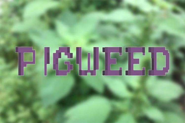 Google, Pigweedi Geliştirme Aracı Olarak Yayınladı